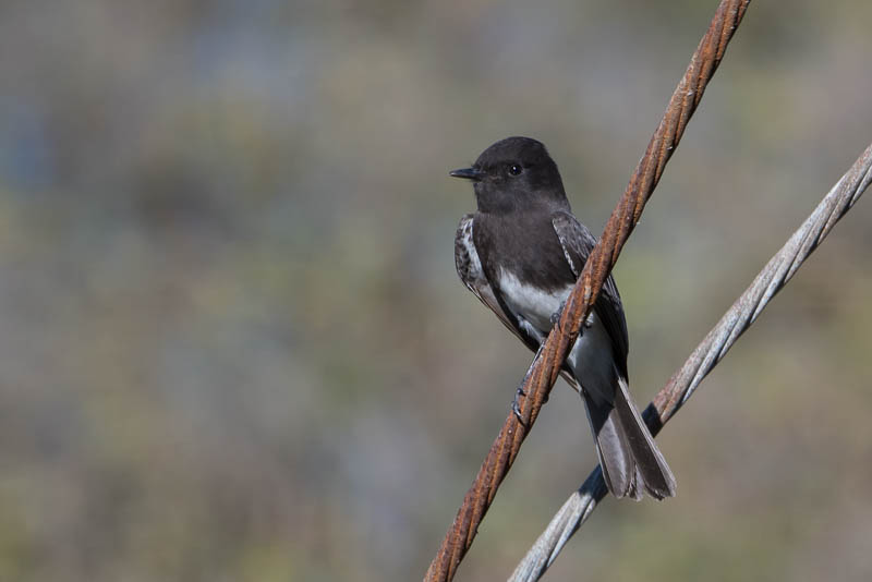 Zwarte Phoebe